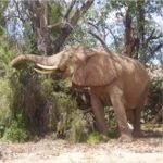 Elephant feeding